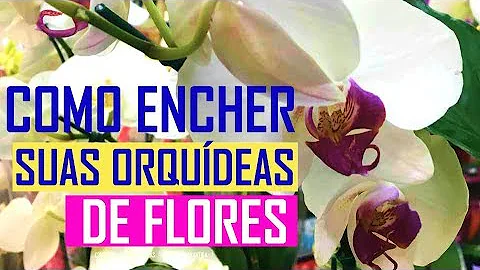 Como fazer para a orquídea dar flores?