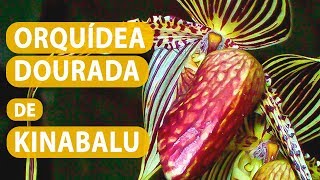 Orquidea Dourada de Kinabalu - thptnganamst.edu.vn