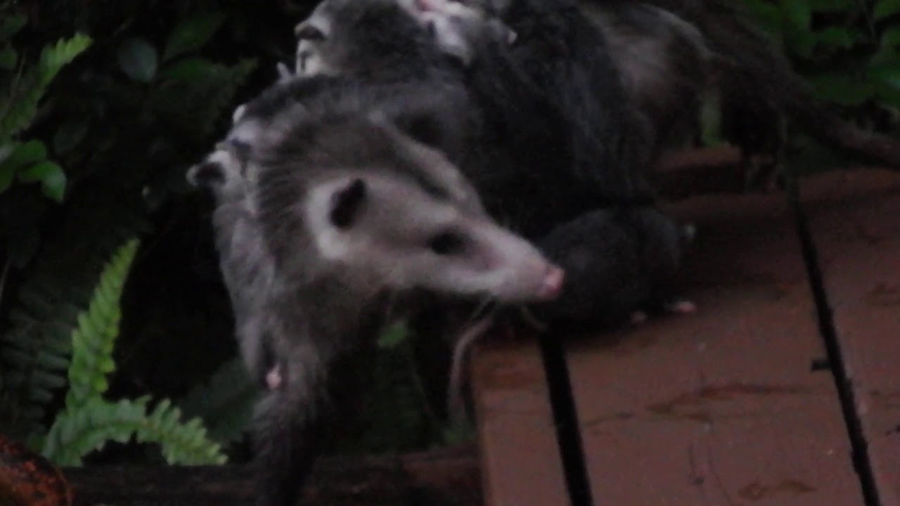 Opossum carrying 7 babies YouTube