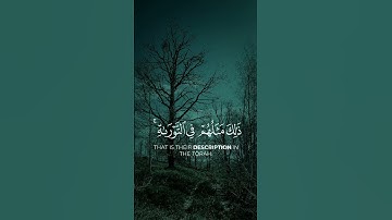 القرآن الكريم | محمد رسول الله و الذين معه أشداء على الكفار | الشيخ ياسر الدوسري | تلاوة مريحة