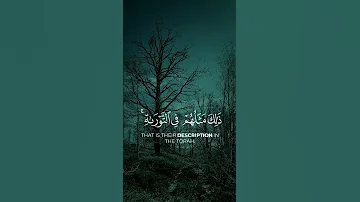 القرآن الكريم محمد رسول الله و الذين معه أشداء على الكفار الشيخ ياسر الدوسري تلاوة مريحة 
