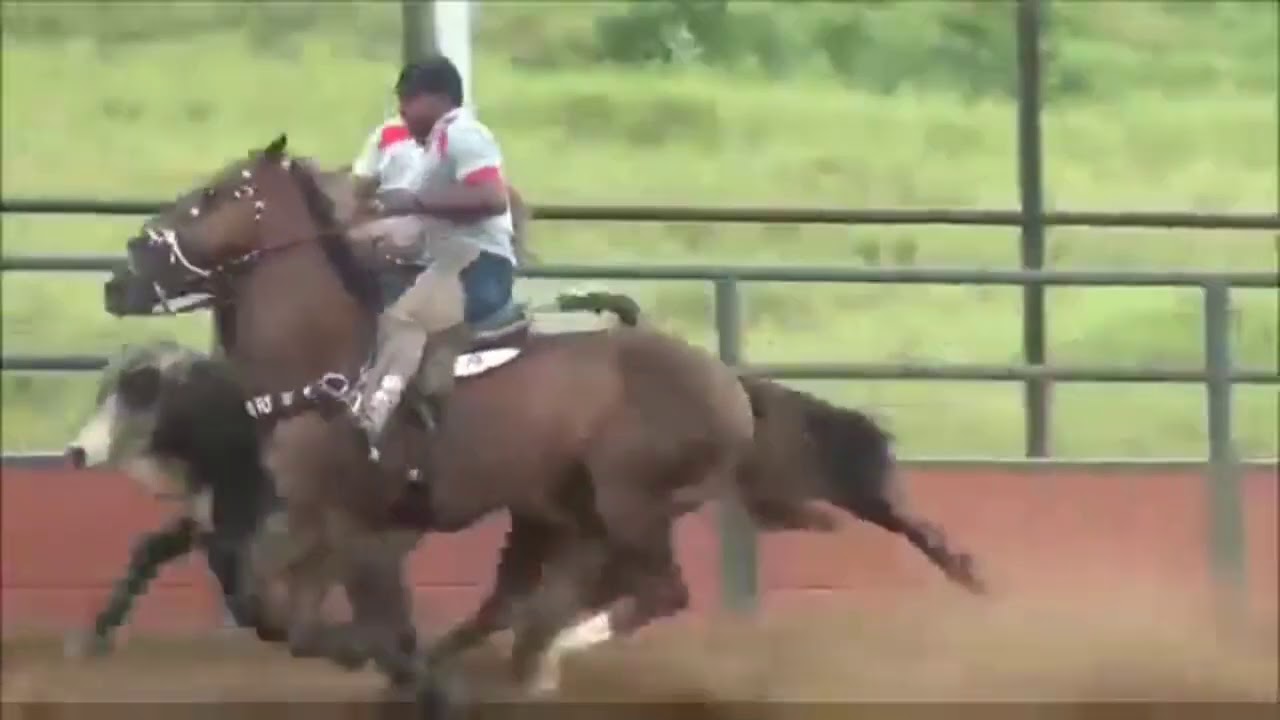 Vaqueiro conformado(Junior vianna)