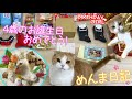 【愛猫】大切な家族が4歳になりました!