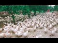 How to incubate muscovy duck eggs produce healthy babies on poultry farm