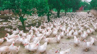 How To Incubate Muscovy Duck Eggs Produce Healthy Babies On Poultry Farm