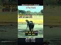 Honey Badger 🦡🔥 – जंगल का सबसे निडर जानवर! #shorts #ytshorts #amazingfacts #facts #thinkorajournal