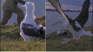 WYL & BOK Both Feed Awheo! Rangers Take GPS Off BOK & Will Reuse On Awheo Before Fledging! 8.2.26