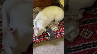 Kitten Playing With Dog’s Ear