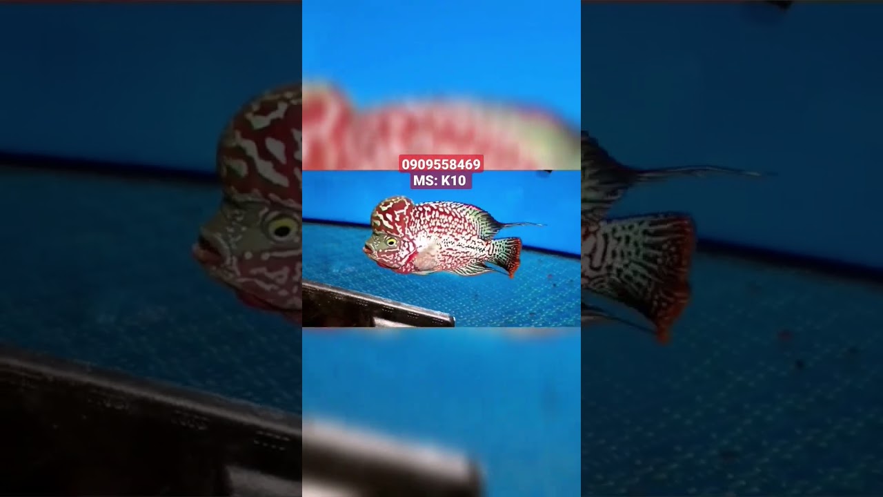 Super Red King Kamfa 