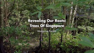 Revealing Our Roots: Trees of Singapore | Virtual Tour of Singapore's Mangrove Forests