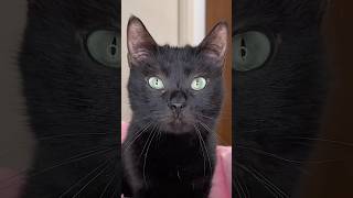 I made my catโs dream come true from a photo ๐ป #cats #lovestatus I made my catโs dream come true from a photo ๐ป #cats #lovestatus