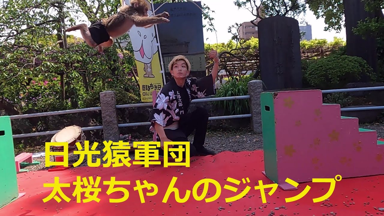 日光さる軍団　芸達者で可愛いお猿さん  #japan