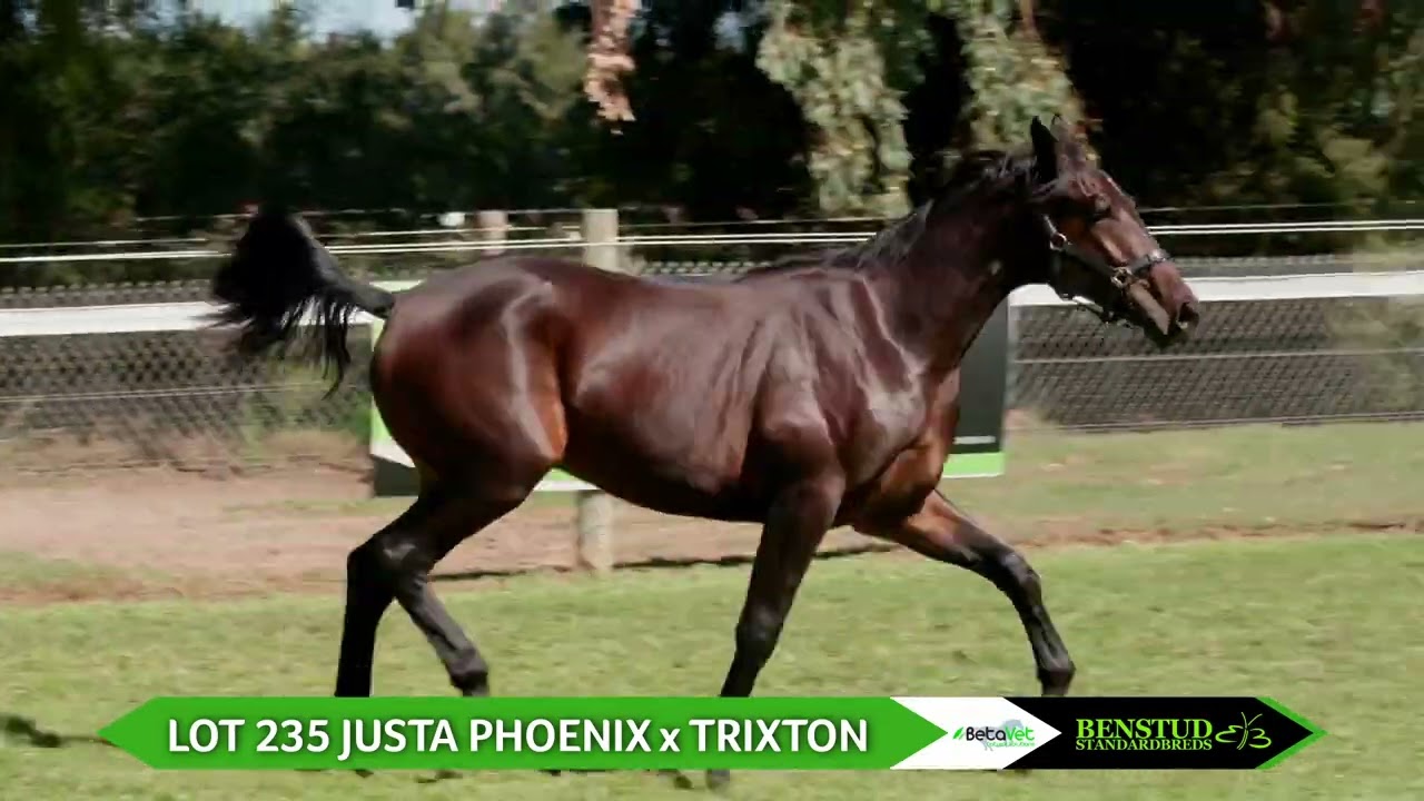 LOT 235 JUSTA PHOENIX x TRIXTON 2025 Nutrien Melbourne Yearling Sale