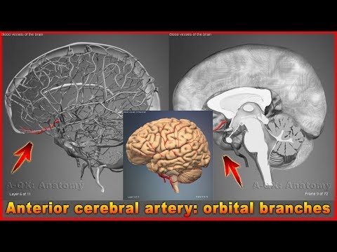 Anterior cerebral artery: orbital branches  | Arteries of head and neck | 3D Human Anatomy | Organs