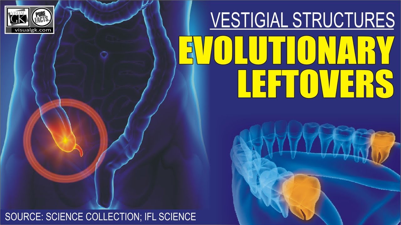 Vestigial Organs: Evolutionary leftovers