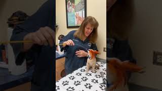 What Should I Expect From My First Kitten Appointment?