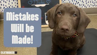Why Puppy’s First Vet Visit Matters! Don’t Do These 5 Things!