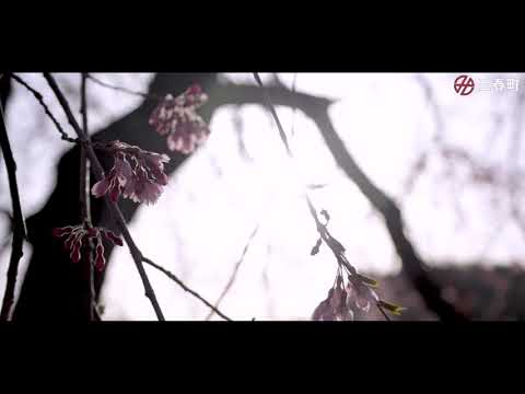【三春滝桜】ドローン空撮映像(15秒)