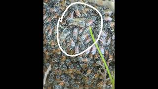 Have You Ever Seen a Drone Bee of Wild Apis Florea? 🐝🐝🍯#DroneBee #ApisFlorea #short's #YouTube