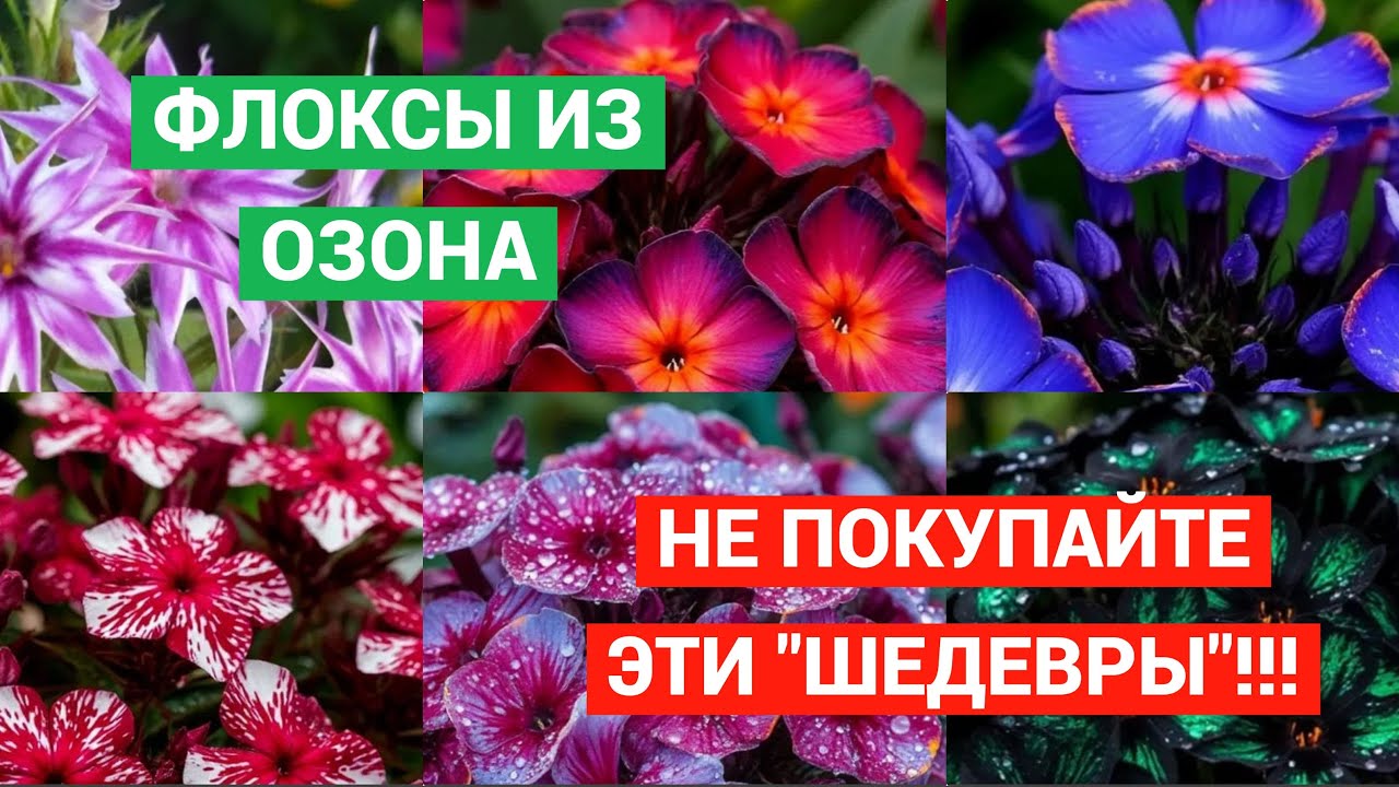 Флоксы из Озона