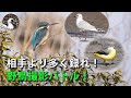 【野鳥撮影バトル】本気で野鳥探したら7時間で驚愕の○○種類会えた!!