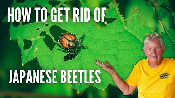 Japanese Beetle Control: The Ultimate Guide for a Beetle-Free Garden