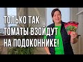 Огород на подоконнике. Томаты черри и перцы для выращивания на подоконнике.