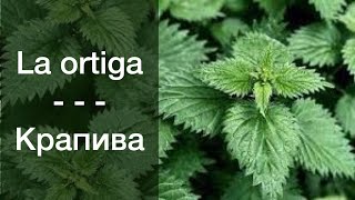 Plantas silvestres comestibles  La ortiga | Съедобные дикорастущие растения Крапива