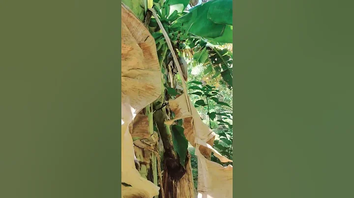 Puso ! Buwig ! #saging #saba