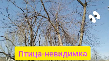 Пение неизвестной птицы в 3 часа ночи /птица-невидимка