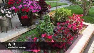Proven Winners Surefire Rose Begonias for Sun or Shade || Gardening With The Williams'