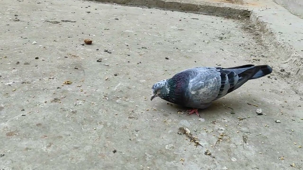 कबूतर अमबर सरे दाने से ले के नहाने तक की फुल विडियो है शौक करे बताए कैसे कबूतर है और भी नसलें है
