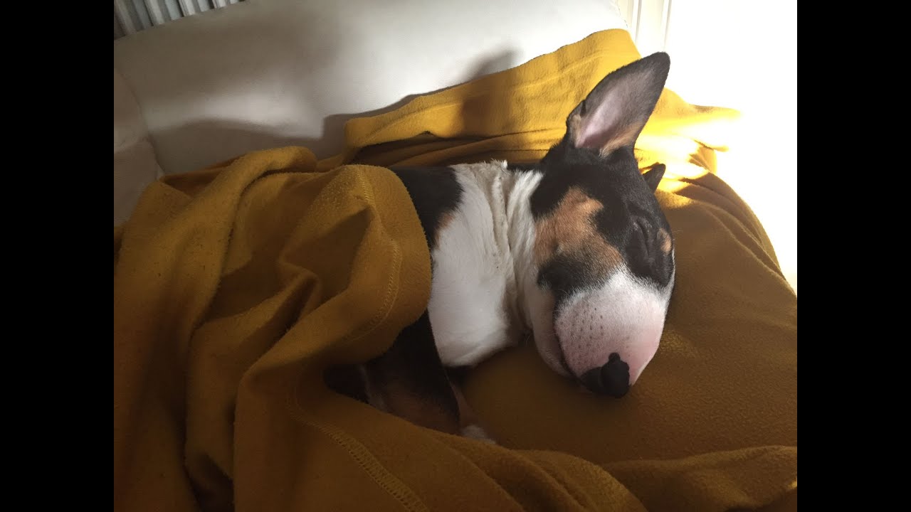 Jack Bull Terrier video 1 YouTube