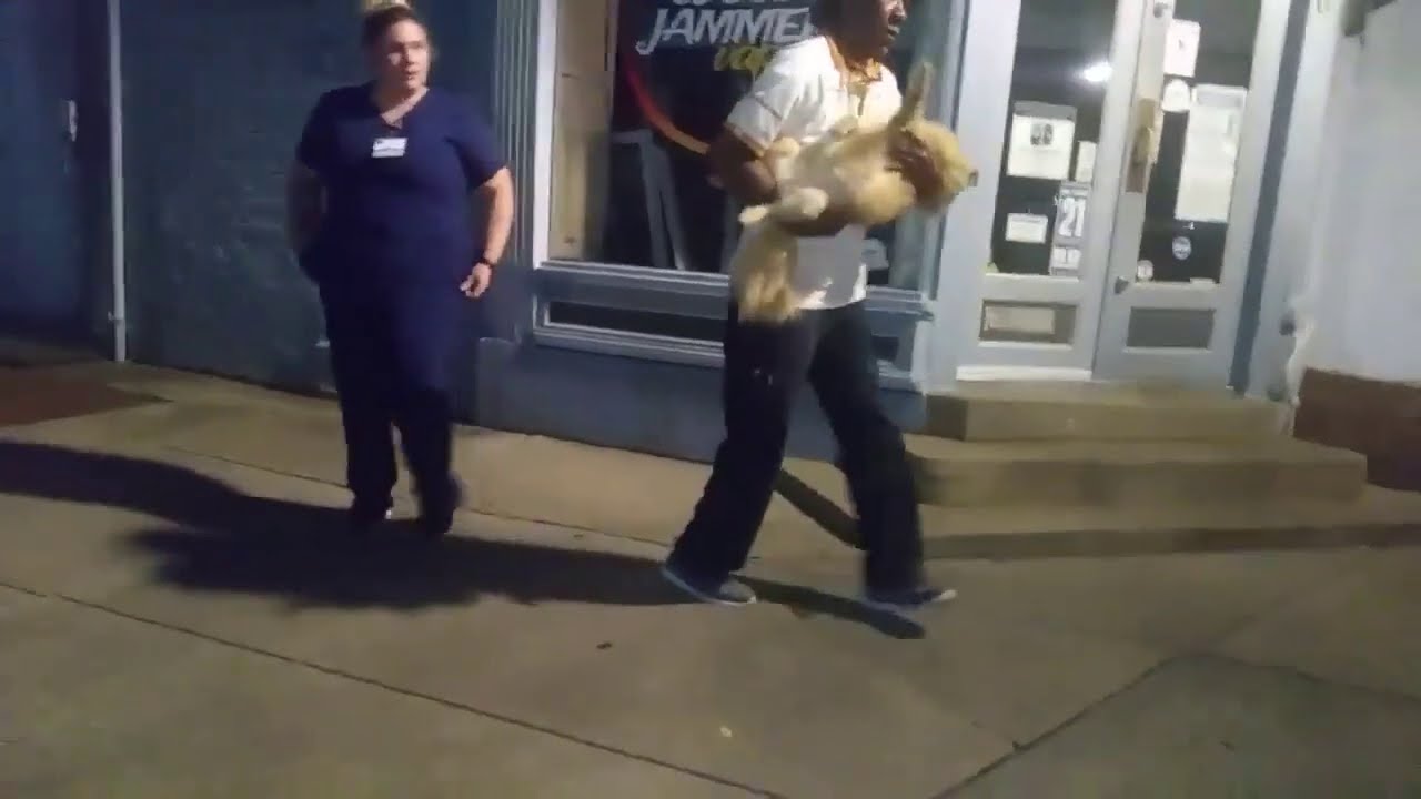 Hero Good Samaritan Assists Man after witnessing his dog get hit by a ...
