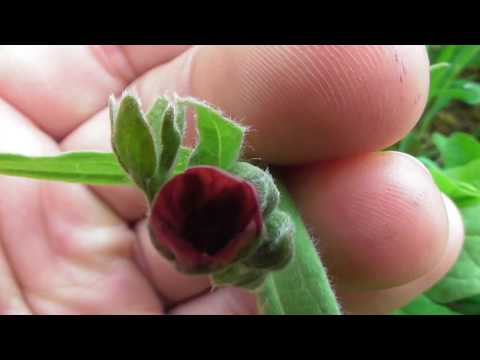 Cynoglossum officinale, houndstongue, houndstooth, dog's tongue, gypsy flower