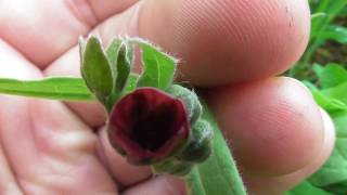 Cynoglossum officinale, houndstongue, houndstooth, dog's tongue, gypsy flower