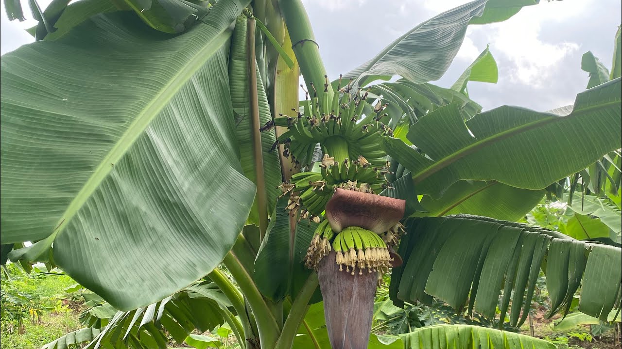 5 layer model  యొక్క ప్రయోజనాలు