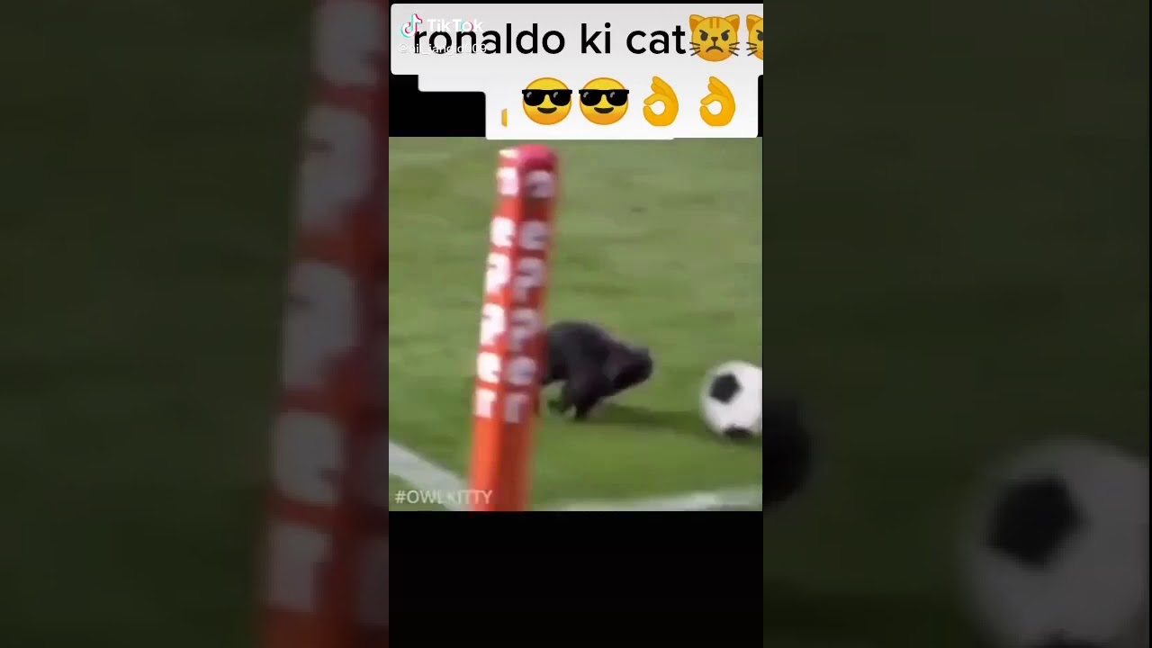 Ronaldo cat playing football - YouTube