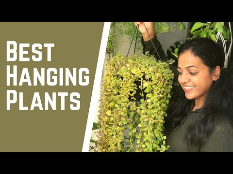 Video: 6 Best hanging plants for your home & balcony | Care & Hanging plant decoration tips