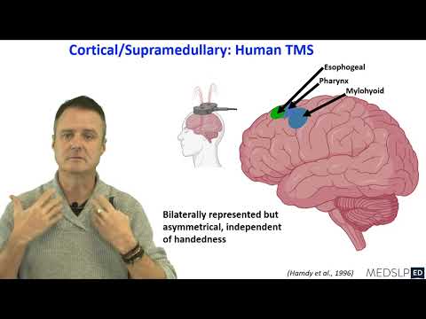 Plasticity Dysphagia 2 @Neurojak