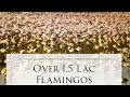 Flamingos from Navi Mumbai and Gujarat