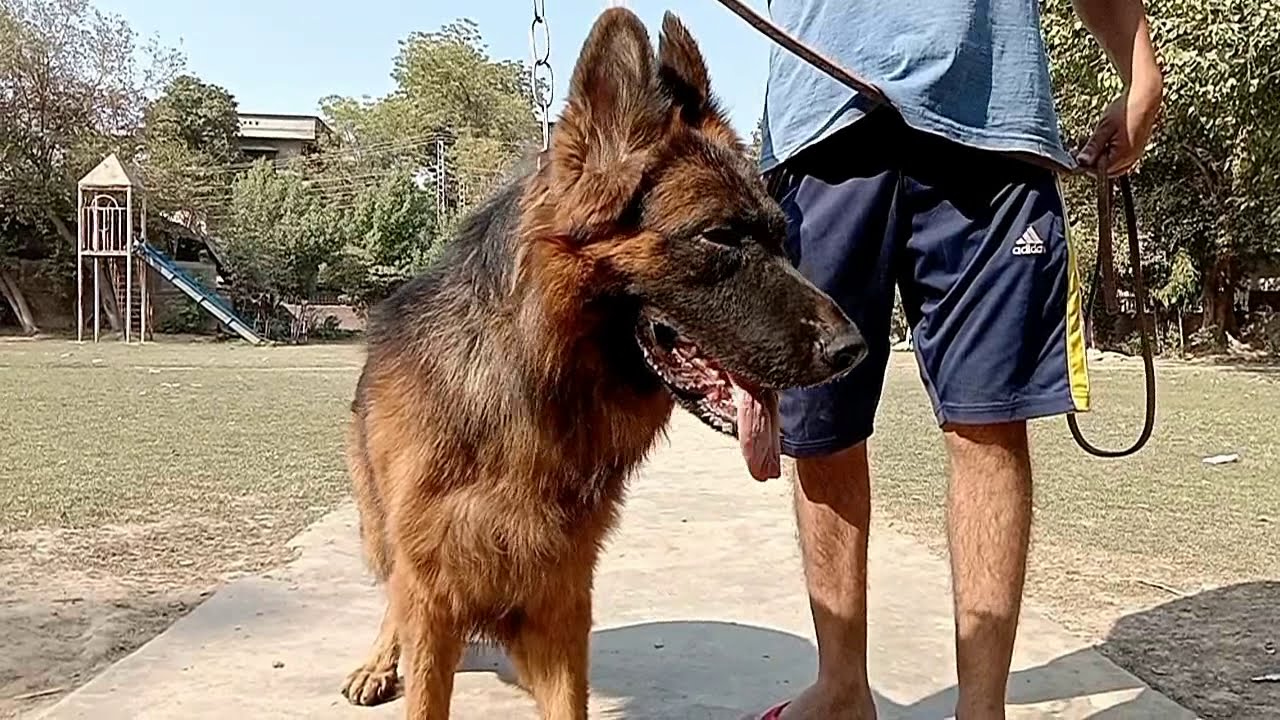 Showline German Shepherd Long Coat Gsd S Punjab Gsd YouTube