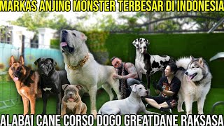 MARKAS ANJING MONSTER TERBESAR DI INDONESIA ALABAI CANE CORSE DOGO GREATDANE RAKSASA