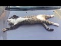 Cute, Clever and Funny Cats 2018 Compilation #17 - Awws and Laughs