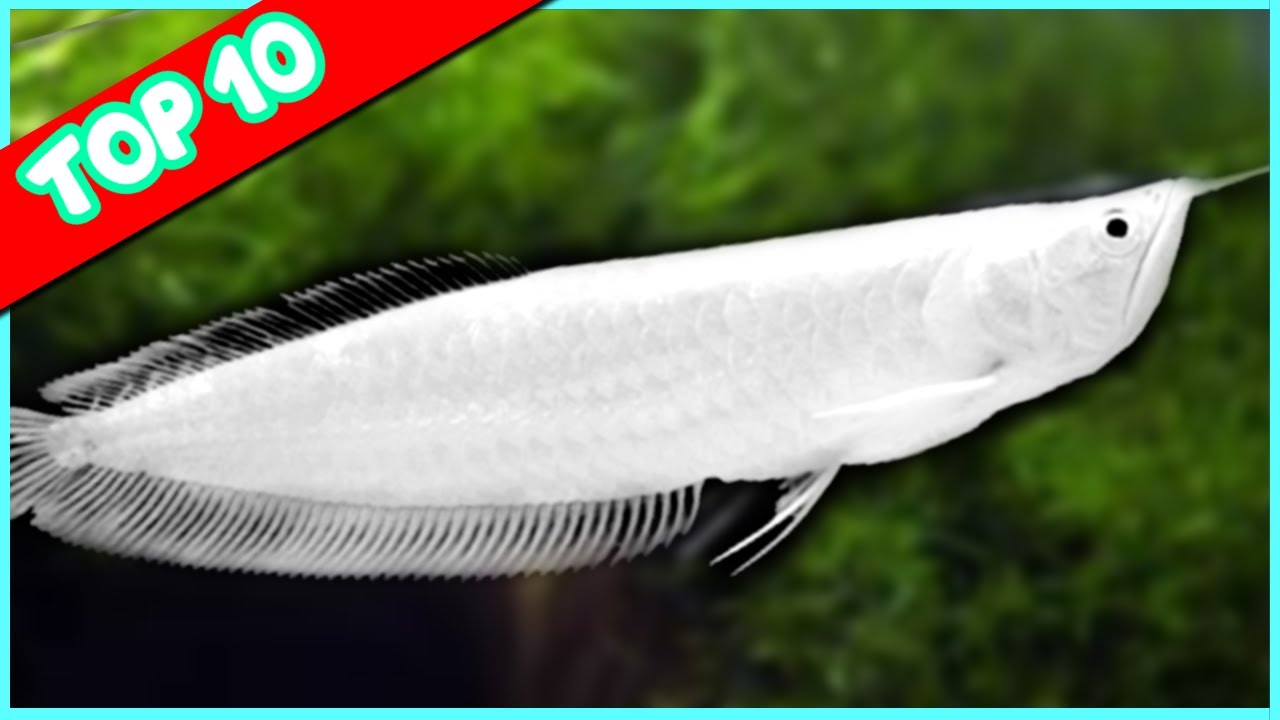 Top 10 Most Expensive Fish In The World