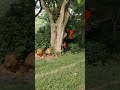 #viral real lion 🦁#lion real lion 🦁 attack #attack #vtrjungle #tiger #safari real #cheetah