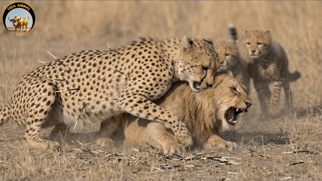 Felinos Africanos al Límite: Las Diferencias Reales entre León, Guepardo y Caracal #animalessalvajes