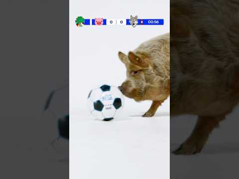 This Pig plays Better Football than You! ⚽️🐷