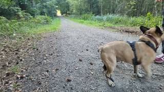 Fetching Fun 🐾 | Playful French Bulldog in Nature