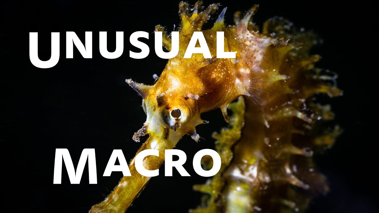 3 Unusual Macro Photo Tips YouTube